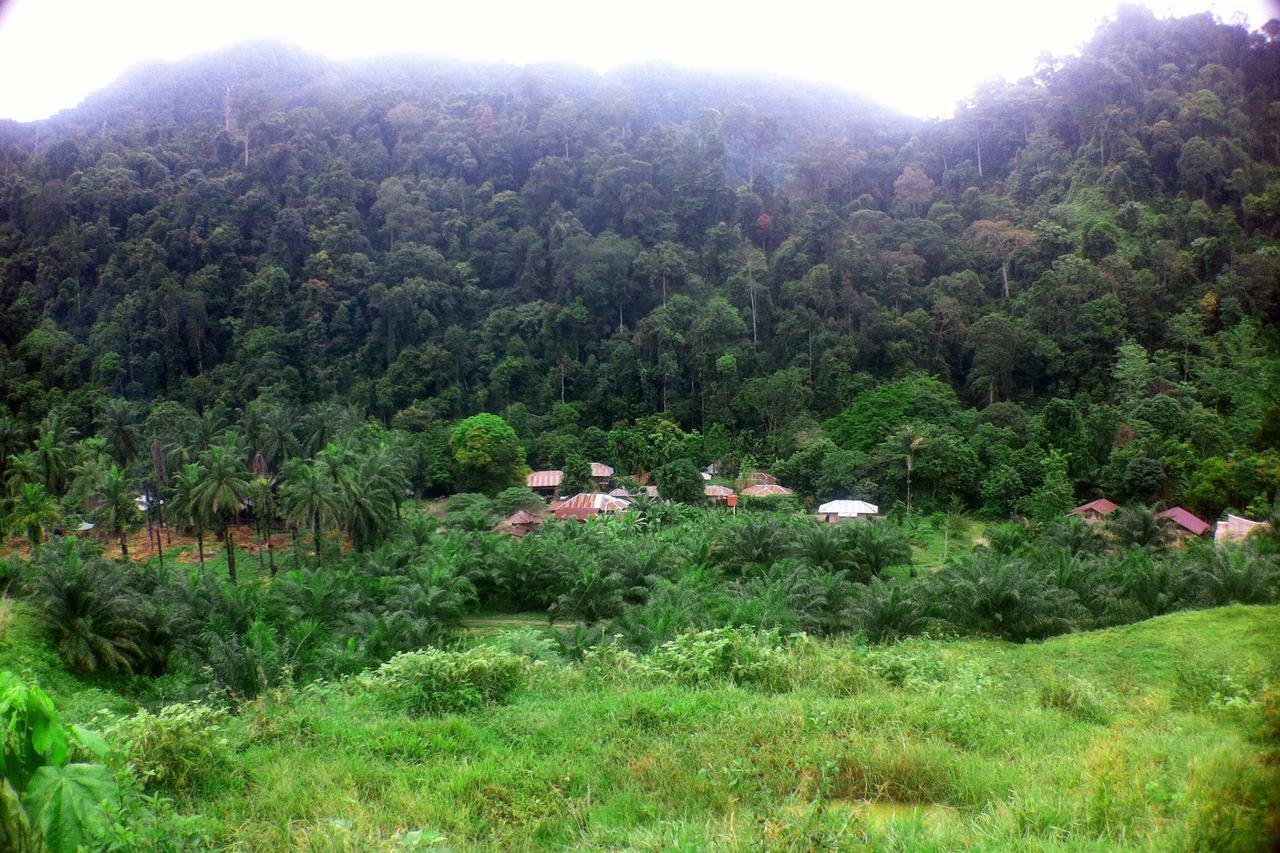 Green Lodge Tangkahan Dış mekan fotoğraf