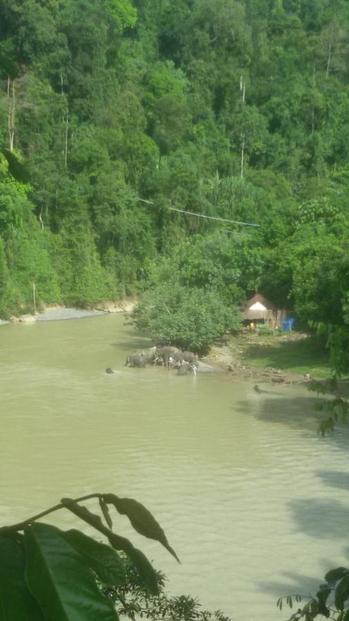 Green Lodge Tangkahan Dış mekan fotoğraf